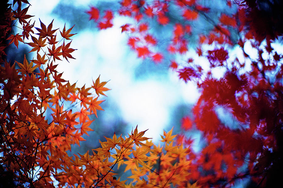 Glowing November Photograph by Moaan Glowing November Photograph by Moaan