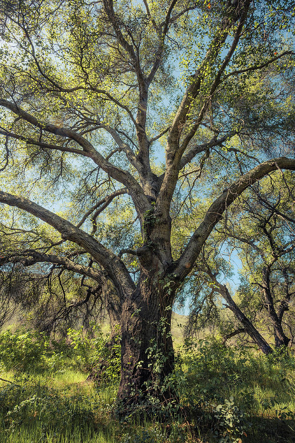 Glowing Oak by Alexander Kunz Glowing Oak by Alexander Kunz