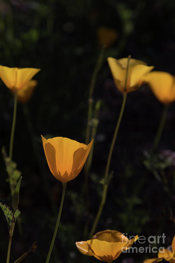 Glowing Orange Poppy Flowers Photograph by Ruth Jolly