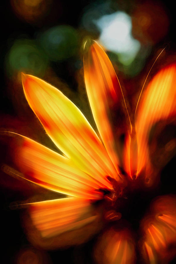 Glowing Petals 2 Photograph
