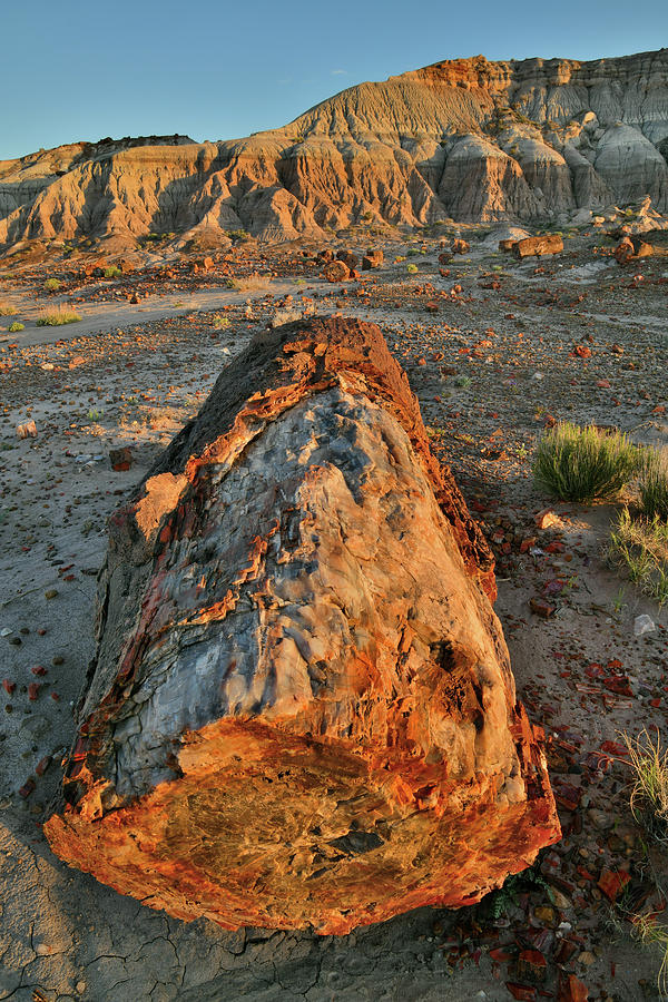 Glowing Petrified Wood at Sunset Photograph by Ray Mathis
