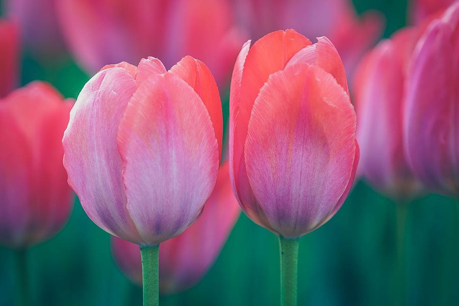 Glowing Pink Tulips Photograph by Susan Rydberg