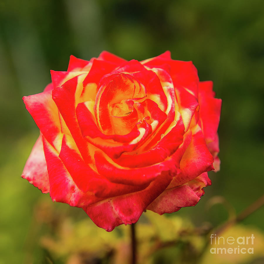 Glowing red and yellow rose blossom in vibrant colors. Photograph by Ulrich Wende