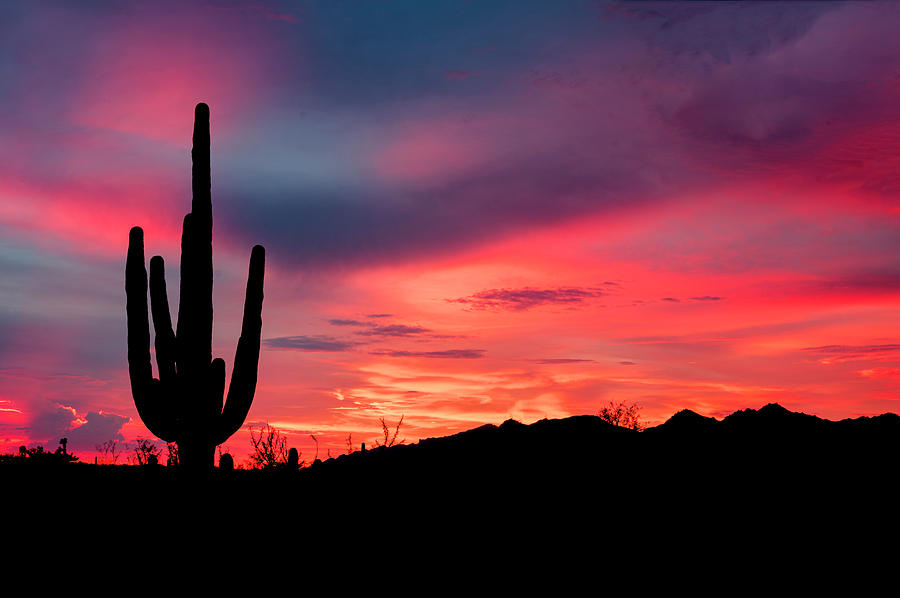 Glowing Saguaro Photograph by Laura Hedien