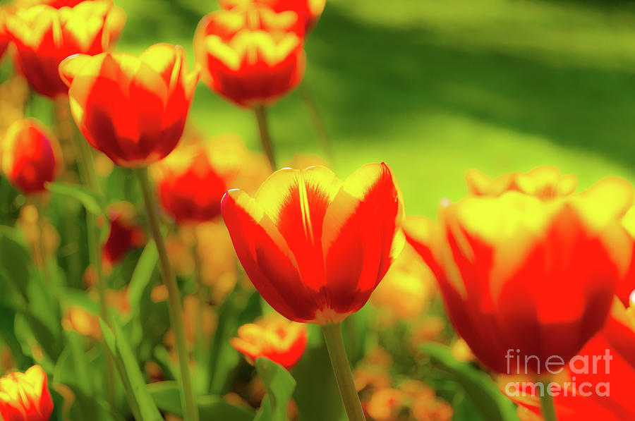 Glowing soft tulips in spring.  Mellow tinted petals in orange, red and yellow. Photograph by Ulrich Wende
