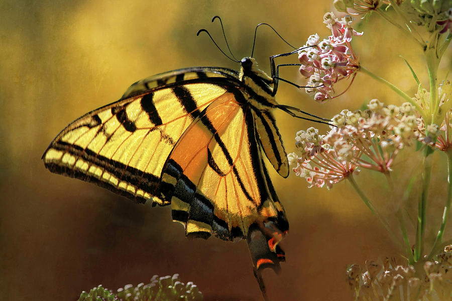 Glowing Summer Swallowtail Photograph by Donna Kennedy