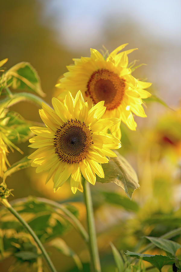 Glowing Sunflower  Photograph by Deborah Penland