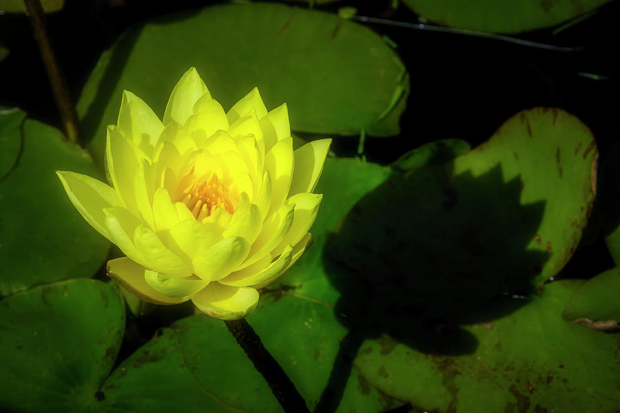 Glowing Yellow Waterlily Photograph by Garry Gay