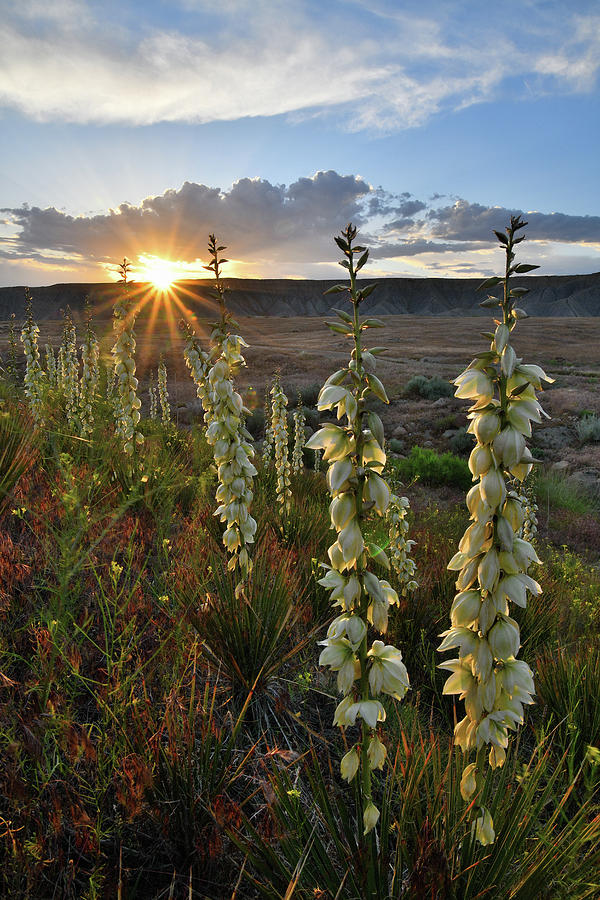 Glowing Yuccas at Sunset in Book Cliffs Photograph by Ray Mathis