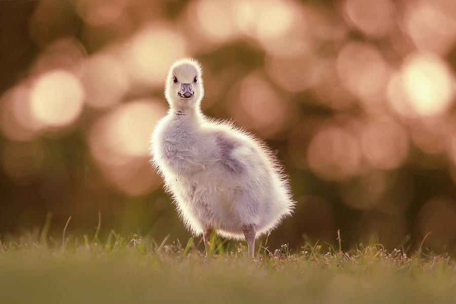 Goose Photograph - Glosling - The Glowing Gosling by Roeselien Raimond