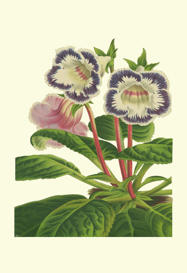 Gloxinia Garden I Painting by Vanhoutte - Fine Art America