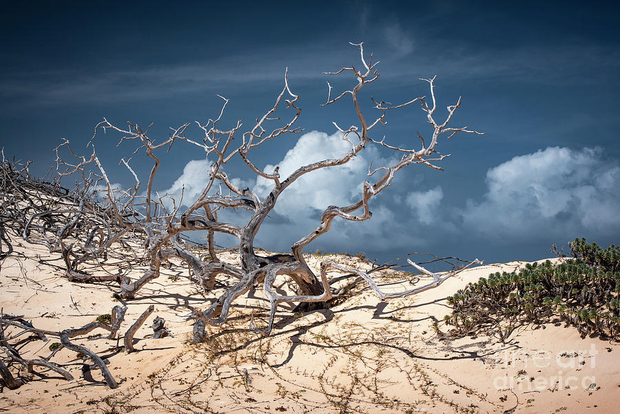 Gnarled Branches Photograph by Judy Wolinsky