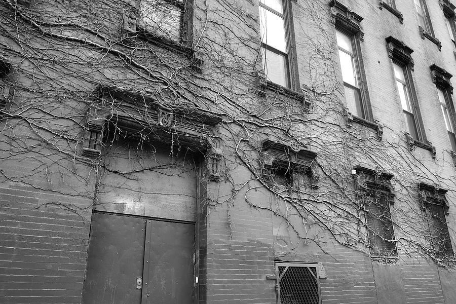 Gnarled Facade by T-S Fine Art Landscape Photography Gnarled Facade by T-S Fine Art Landscape Photography