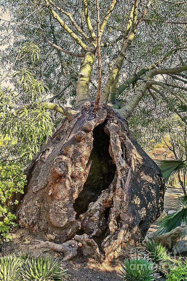 Gnarled Hollow Bottle Tree Trunk Photograph by Gabriele Pomykaj