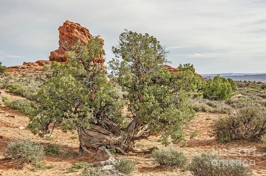 Gnarled Juniper Trees Against Red Sandstone Photograph by Sue Smith