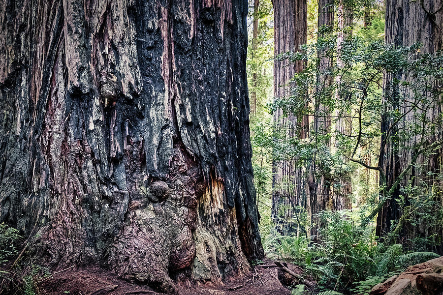 Gnarled Redwood Tree Photograph by Stuart Litoff