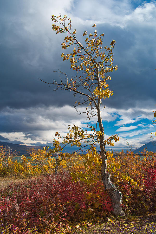 Gnarled Tree - Dezadeash Lake - Yukon Territory Photograph by Cathy Mahnke