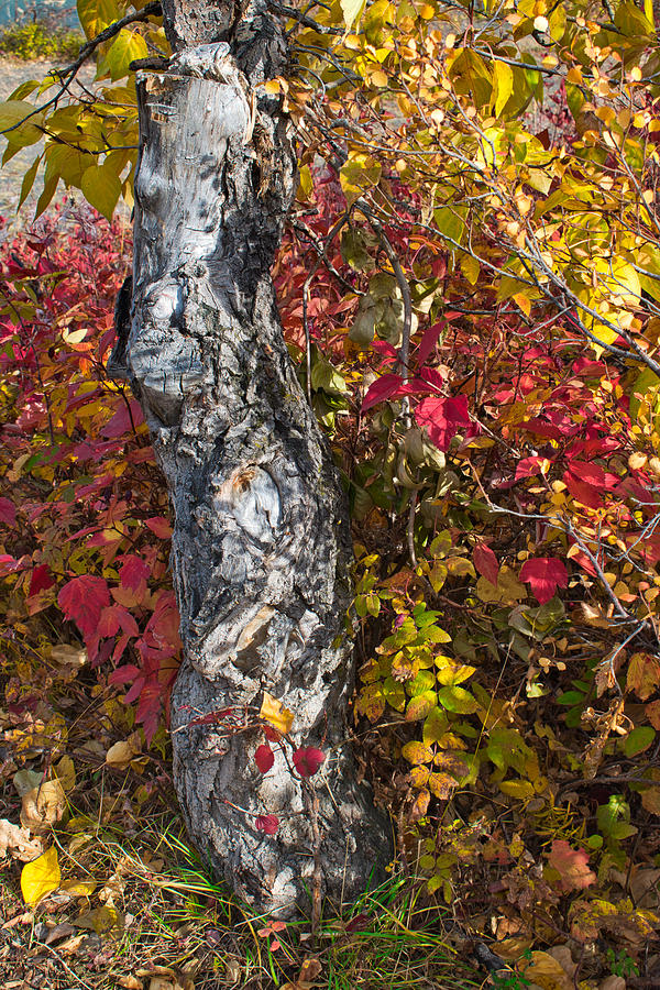Gnarled Tree Trunk - Dezadeash Lake - Yukon Territory  Photograph by Cathy Mahnke