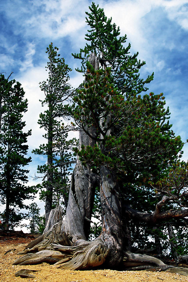 Gnarled Trunks and Evergreens Photograph by Sally Weigand