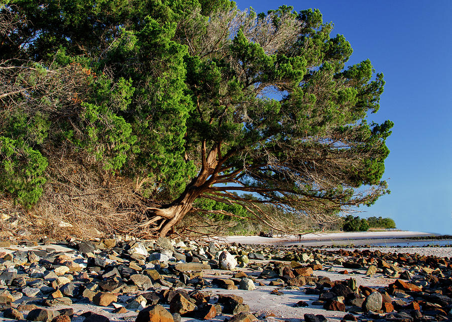 Gnarly Beach Tree Photograph by Lisa Malecki