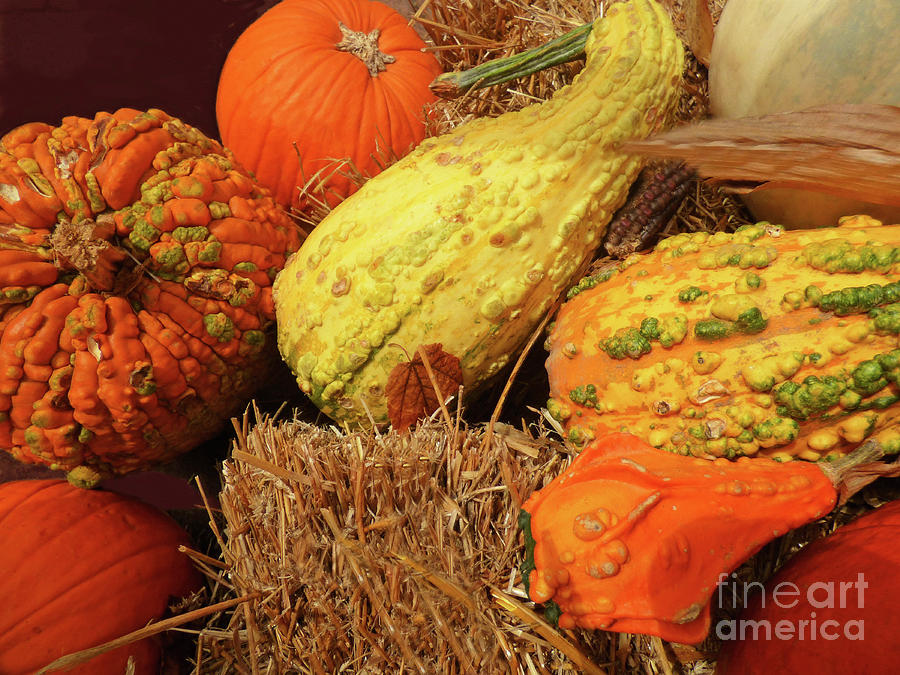 Gnarly Gourds 300 Photograph by Sharon Williams Eng