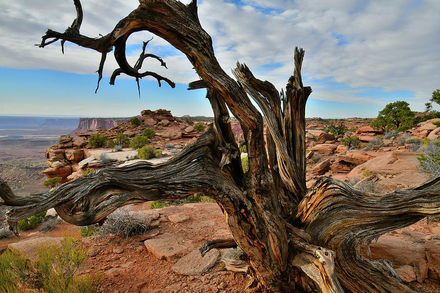 Gnarly Juniper at Orange Cliffs Overlook Photograph by Ray Mathis