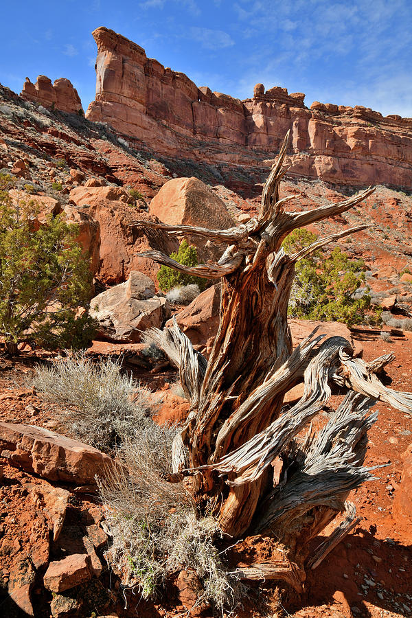 Gnarly Juniper Beneath Towers of Valley of the Gods Photograph by Ray Mathis