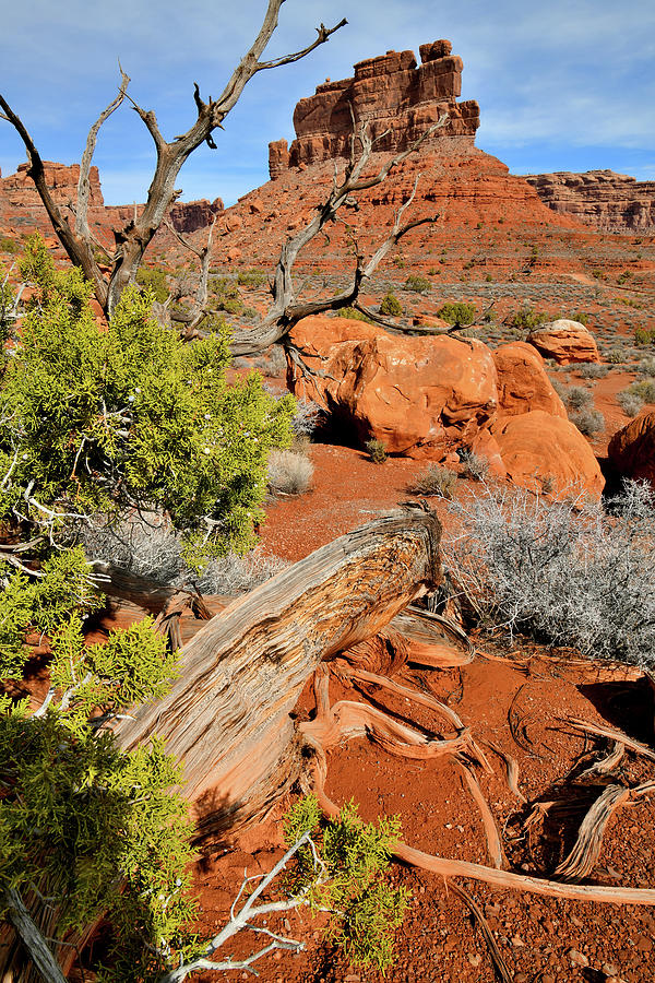 Gnarly Juniper Tree and Butte in Valleyu of trhe Gods Photograph by Ray Mathis