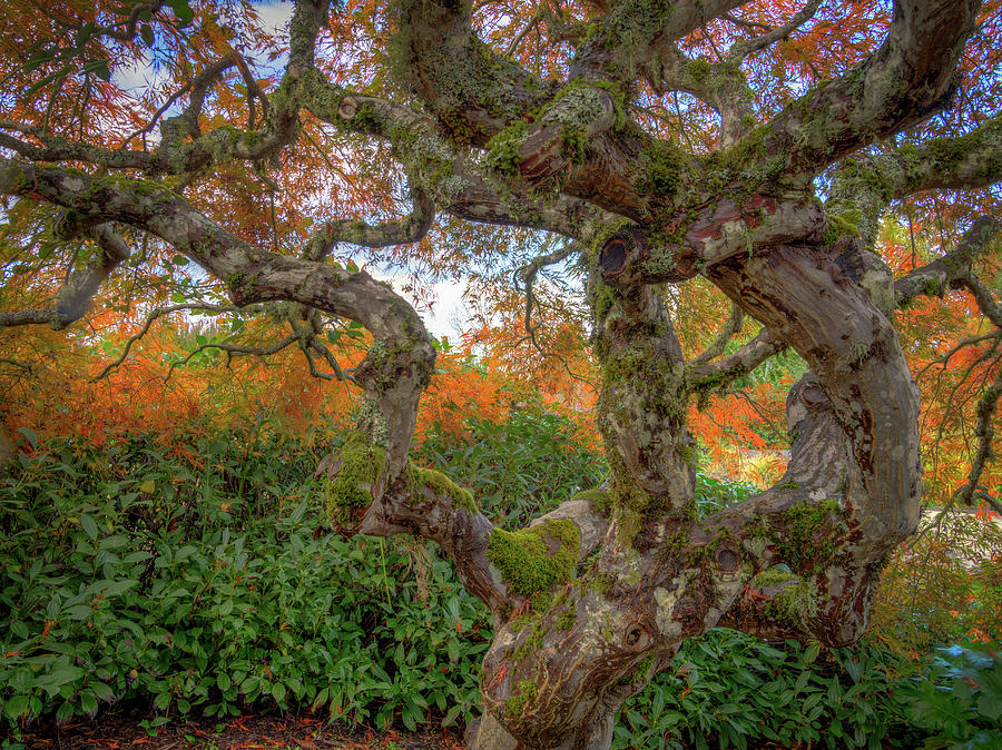 Gnarly Maple Photograph by Jean Noren