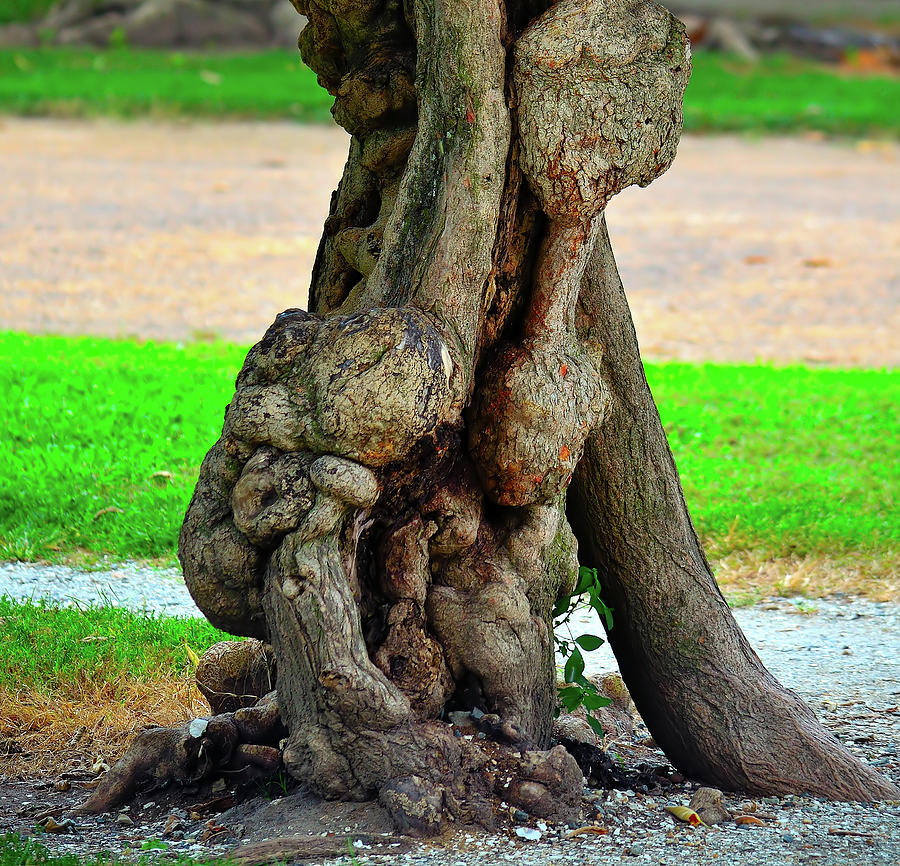 Gnarly Nymphs Contemplating Their Tree Photograph by Richard Ortolano