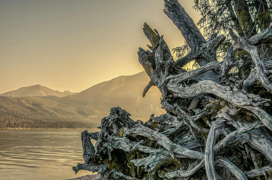 Gnarly Sunrise on Lake McDonald, Glacier National Park by Roderick Bley Gnarly Sunrise on Lake McDonald, Glacier National Park by Roderick Bley