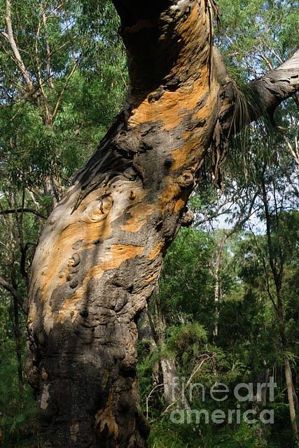 Gnarly Tree Australia Photograph by Jill Greenaway
