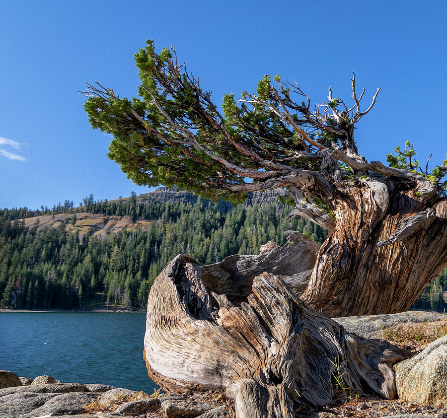 Gnarly Twisted Tree Photograph by Lisa Malecki