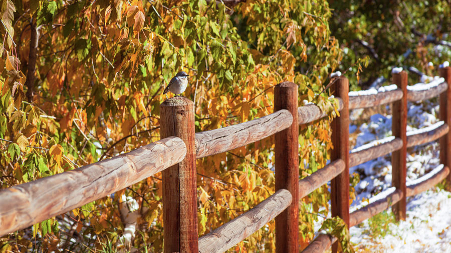 Gnatcatcher Bird Perched On A Wooden Fence Post In Autumn After The First Snow Of The Season by Jeanette Fellows Gnatcatcher Bird Perched On A Wooden Fence Post In Autumn After The First Snow Of The Season by Jeanette Fellows