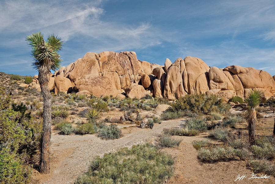 Gneiss Rock Formation and Joshua Tree Photograph by Jeff Goulden