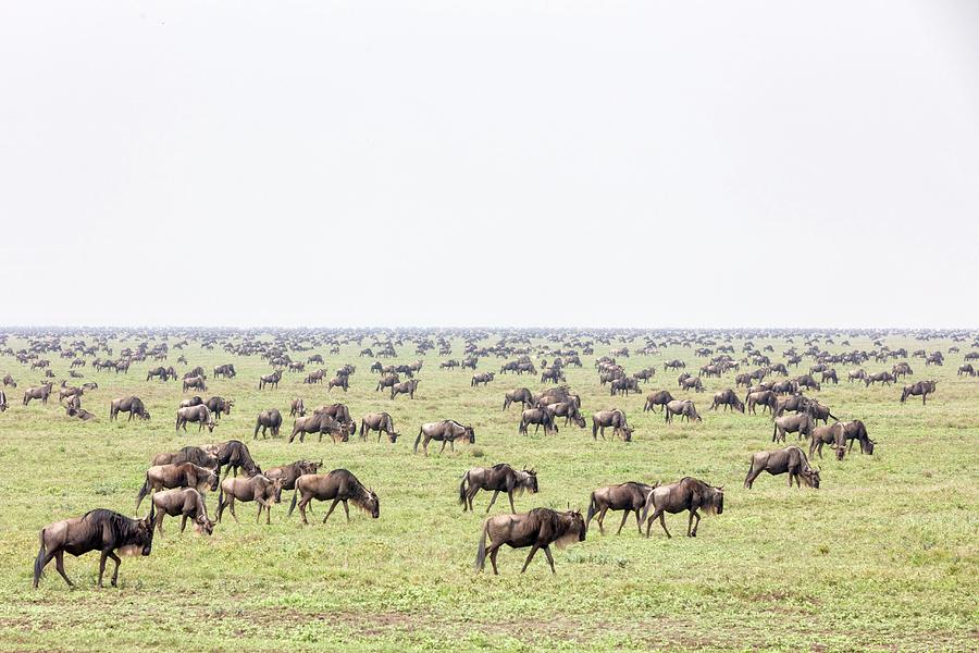Gnus At The Serengeti Wildlife Reserve, Tanzania, Africa Photograph by Jalag / Tim Langlotz