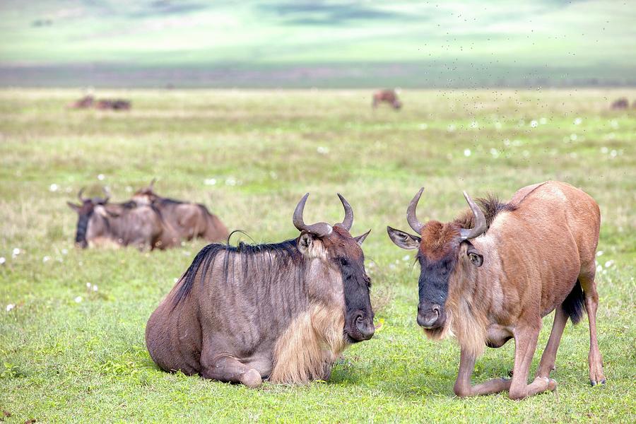 Gnus In The Ngorongoro Crater In The Serengeti, Tanzania, Africa Photograph by Jalag / Tim Langlotz