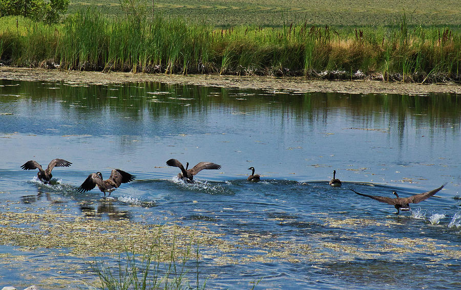 Go Go Geese Photograph by Scotty Baby - Fine Art America