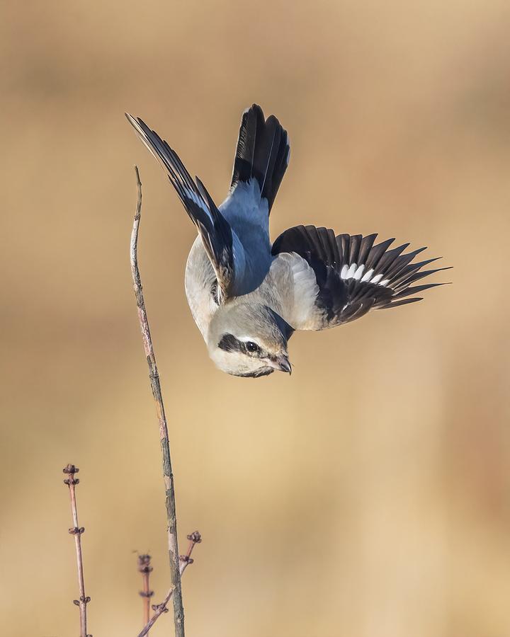 Go Hunting Photograph by Donald Luo - Fine Art America