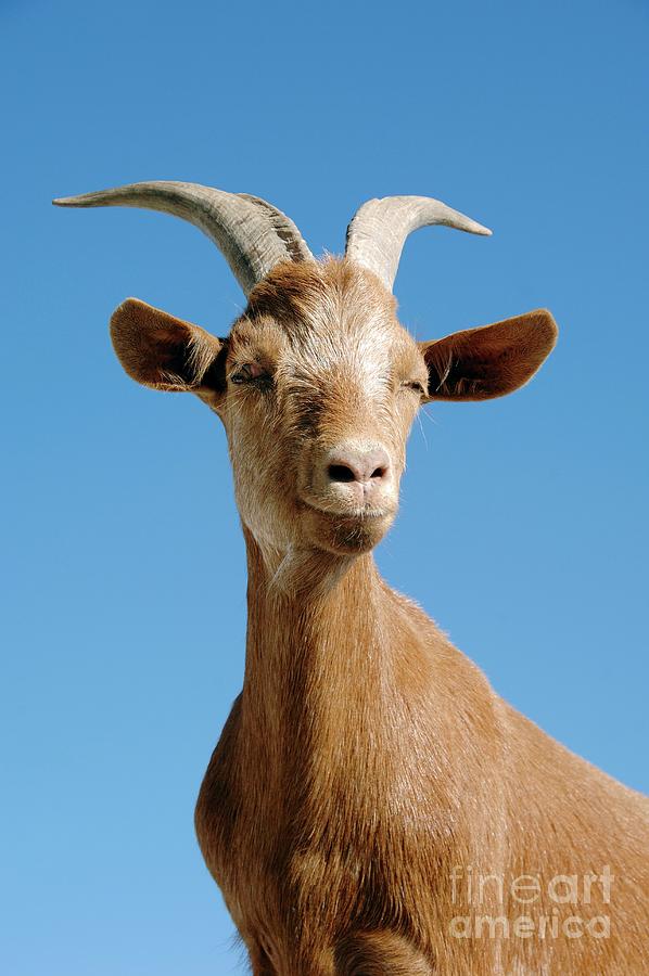 Goat Photograph by Chris Hellier/science Photo Library