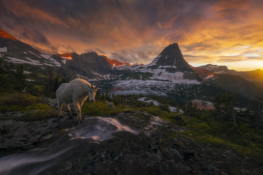Mountain Photograph - Goat Crossing by Ryan Dyar