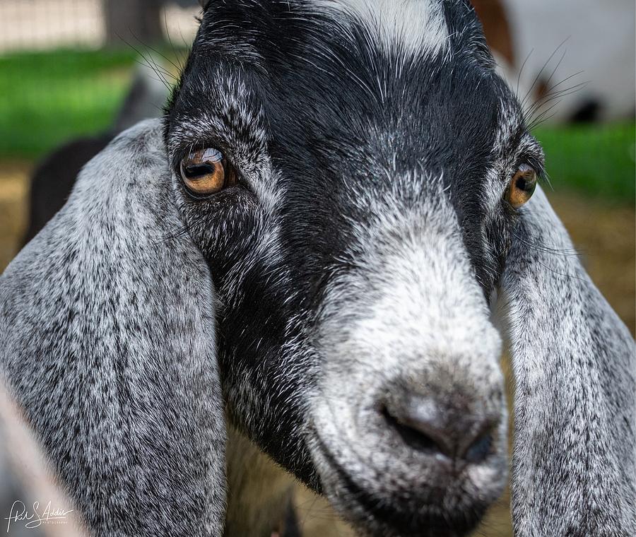 Goat cuteness Photograph by Phil S Addis