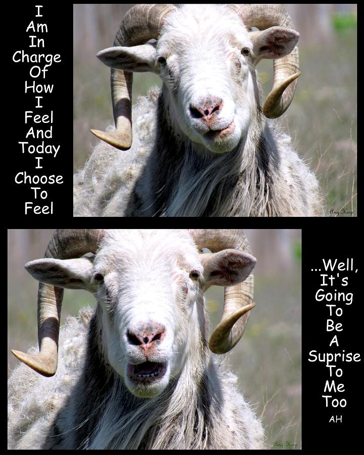 Goat Feelings Photograph by Amy Hosp