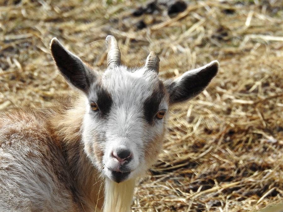 Goat Goatee Photograph by Kathy Ozzard Chism | Fine Art America