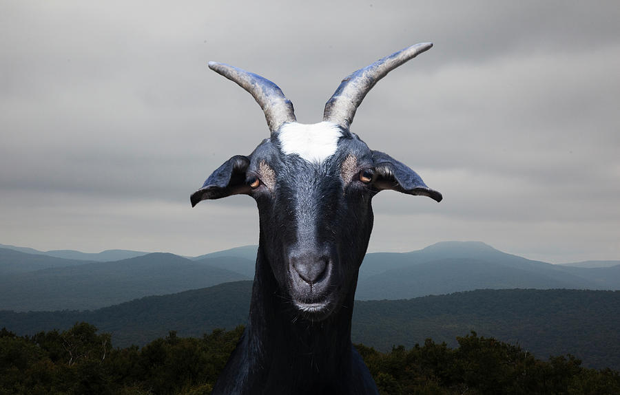 Goat In Front Of Mountains Photograph by Thomas Jackson