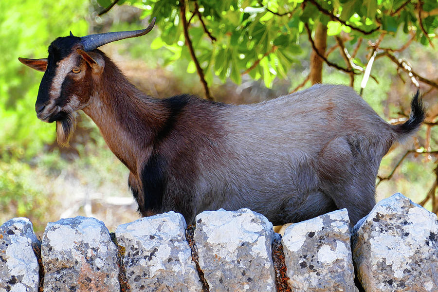 Goat in Majorca Spain Photograph by Matthias Hauser
