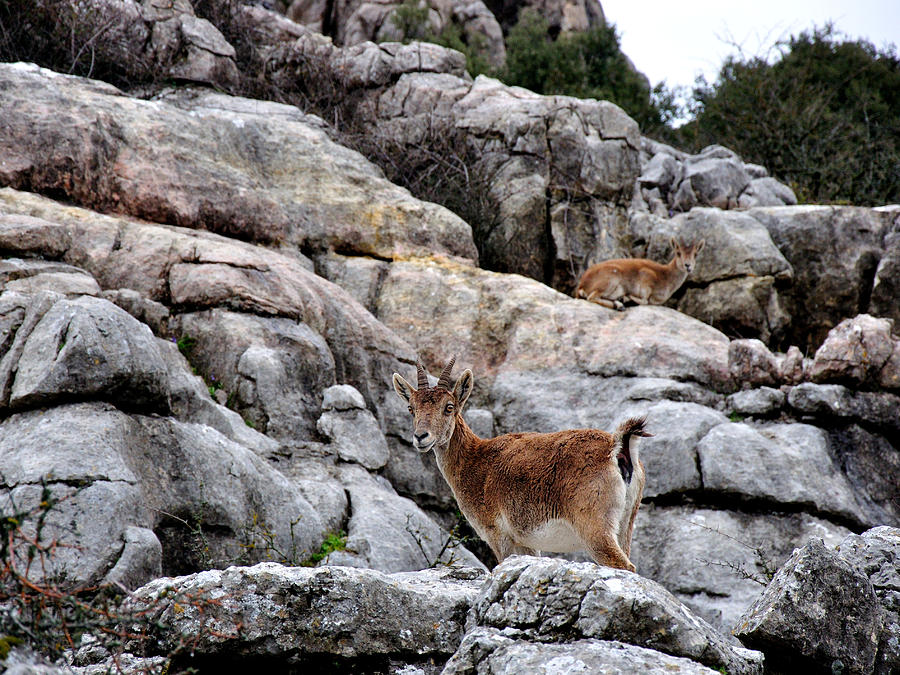 Goat In The Mountain Photograph by Miguel Sotomayor