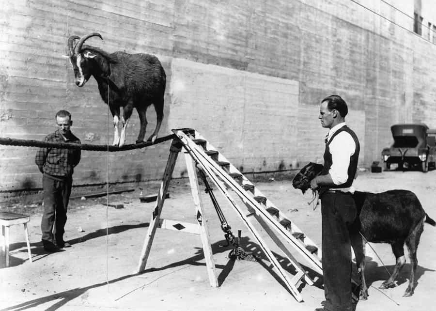 Goat On A Rope Photograph by Hulton Collection Goat On A Rope Photograph by Hulton Collection