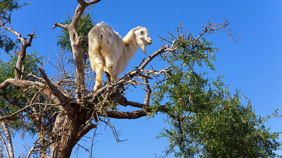 Nature Digital Art - Goat On Argan Tree (argania Spinosa), Marrakech, Morocco by Henglein And Steets