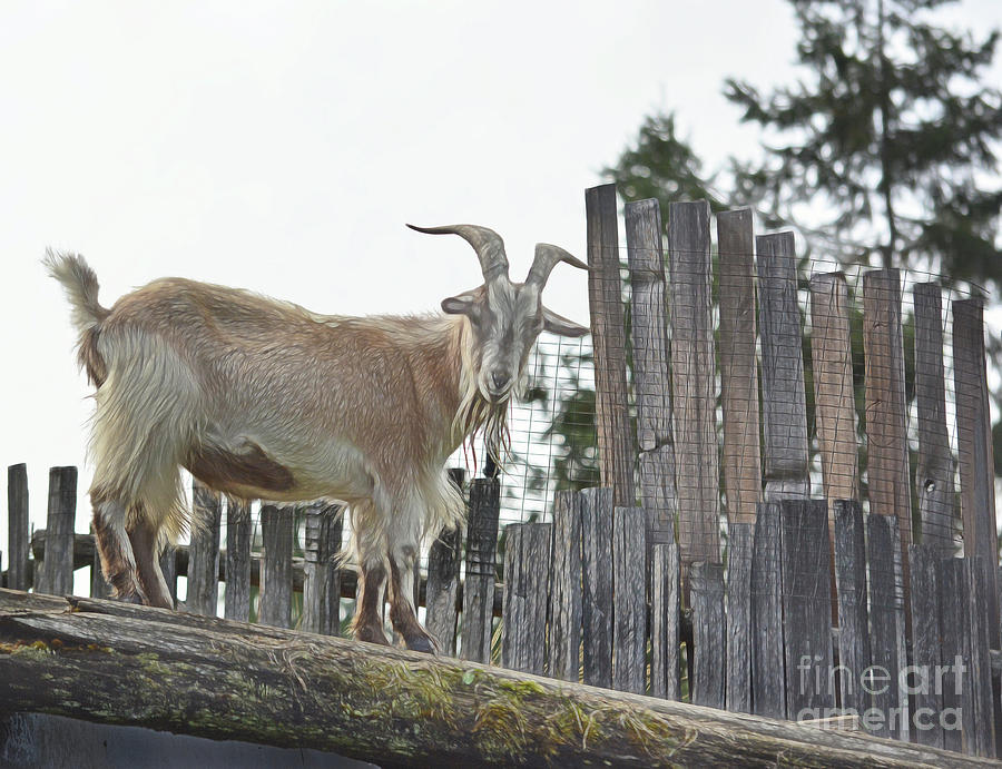 Goat On The Roof Photograph by Vivian Martin